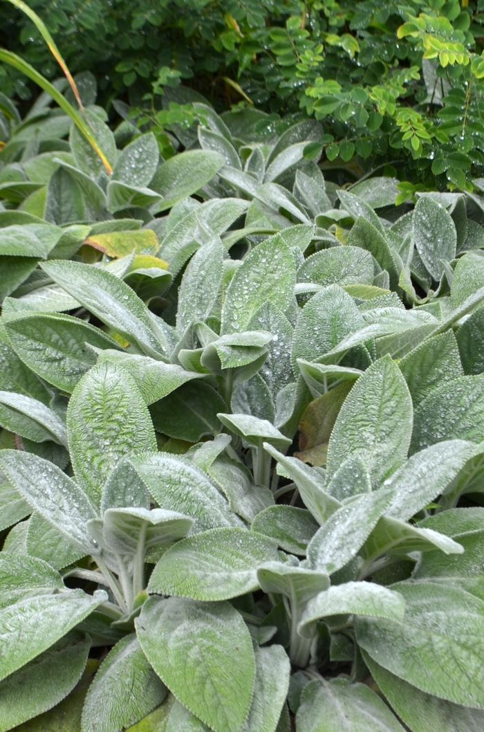 'Helene von Stein' Lamb's Ears - Stachys byzantina from Milmont Greenhouses