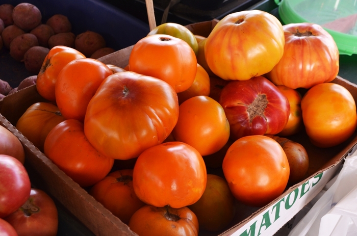 'Mr. Stripey' Heirloom Tomato - Lycopersicon esculentum from Milmont Greenhouses