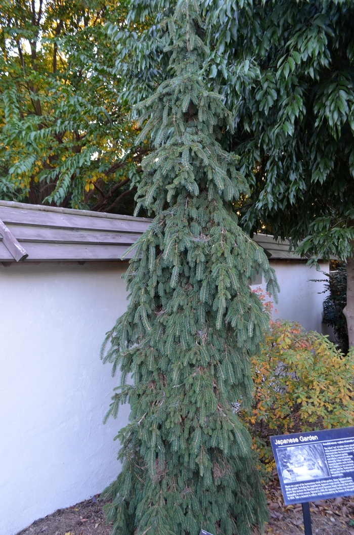 'Pendula' Weeping White Spruce - Picea glauca from Milmont Greenhouses