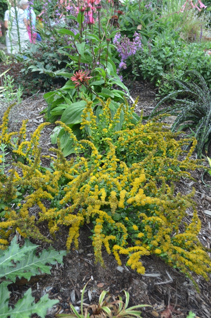 'Golden Fleece' Goldenrod - Solidago sphacelata from Milmont Greenhouses