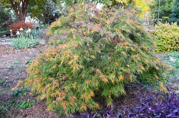 'Waterfall' Laceleaf Japanese Maple - Acer palmatum var. dissectum from Milmont Greenhouses