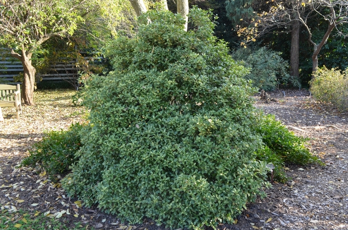 'Goshiki' Gold Dust Holly - Osmanthus heterophyllus from Milmont Greenhouses