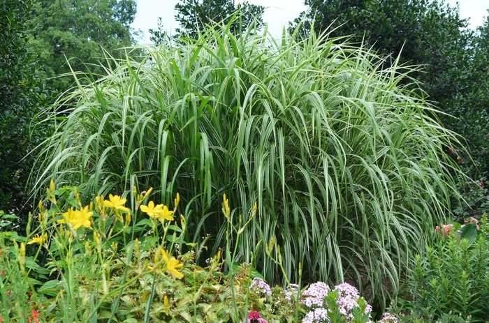 'Cosmopolitan' Maiden Grass - Miscanthus sinensis from Milmont Greenhouses
