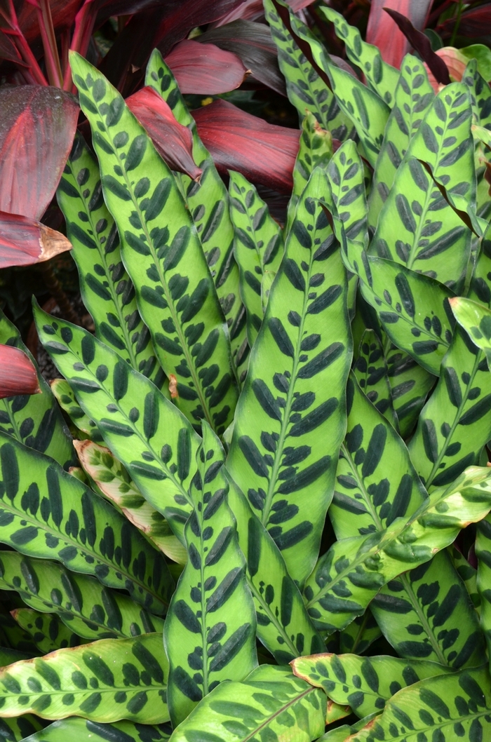 Rattlesnake Plant - Calathea lancifolia (Rattlesnake Plant) from Milmont Greenhouses