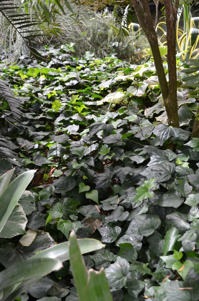 Algerian Ivy - Hedera caneriensis from Milmont Greenhouses