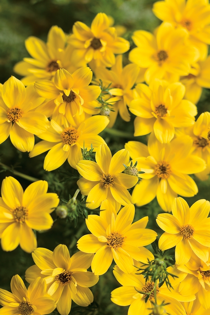 'Goldilocks Rocks®' - Bidens ferulifolia from Milmont Greenhouses 'Goldilocks Rocks®' - Bidens ferulifolia from Milmont Greenhouses