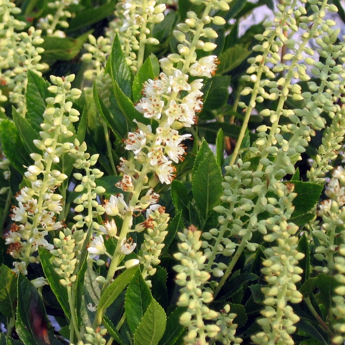 'Sixteen Candles' Summer Sweet - Clethra alnifolia from Milmont Greenhouses