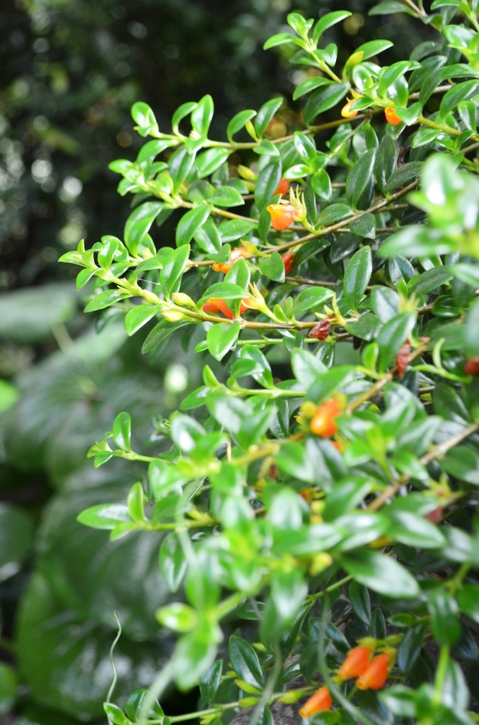 Goldfish Plant - Nematanthus gregarius (Goldfish Plant) from Milmont Greenhouses Goldfish Plant - Nematanthus gregarius (Goldfish Plant) from Milmont Greenhouses