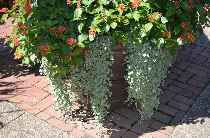 'Silver Falls™' - Dichondra argentea from Milmont Greenhouses 'Silver Falls™' - Dichondra argentea from Milmont Greenhouses