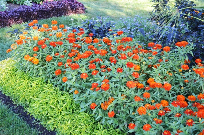 Double Zahara™ 'Fire' - Zinnia marylandica from Milmont Greenhouses Double Zahara™ 'Fire' - Zinnia marylandica from Milmont Greenhouses