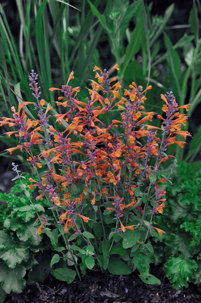 Tango Anise Hyssop - Agastache aurantiaca 'Tango' (Anise Hyssop) from Milmont Greenhouses