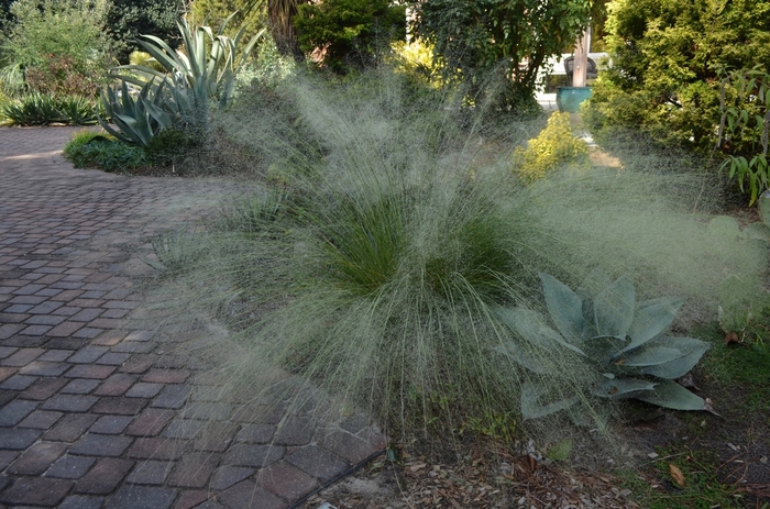 'White Cloud' Muhlygrass - Muhlenbergia capillaris from Milmont Greenhouses 'White Cloud' Muhlygrass - Muhlenbergia capillaris from Milmont Greenhouses