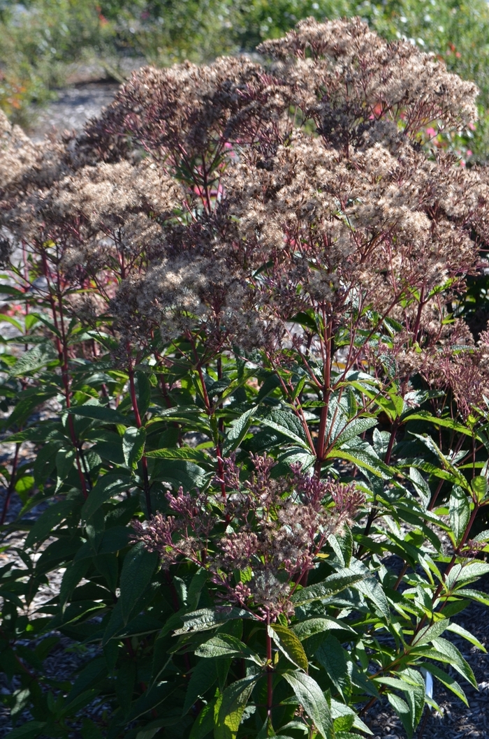 'Baby Joe' Joe Pye Weed - Eupatorium dubium from Milmont Greenhouses