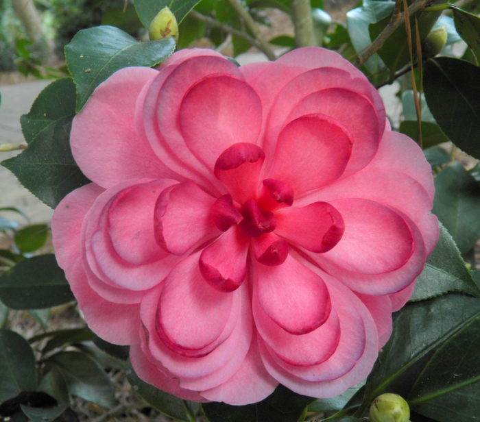 'Early Autumn' Early Autumn Camellia - Camellia japonica from Milmont Greenhouses