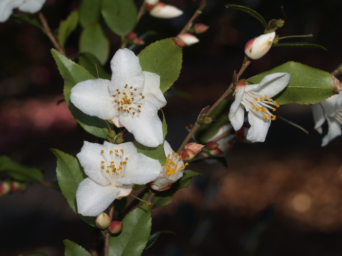 Camellia - Camellia handelii from Milmont Greenhouses