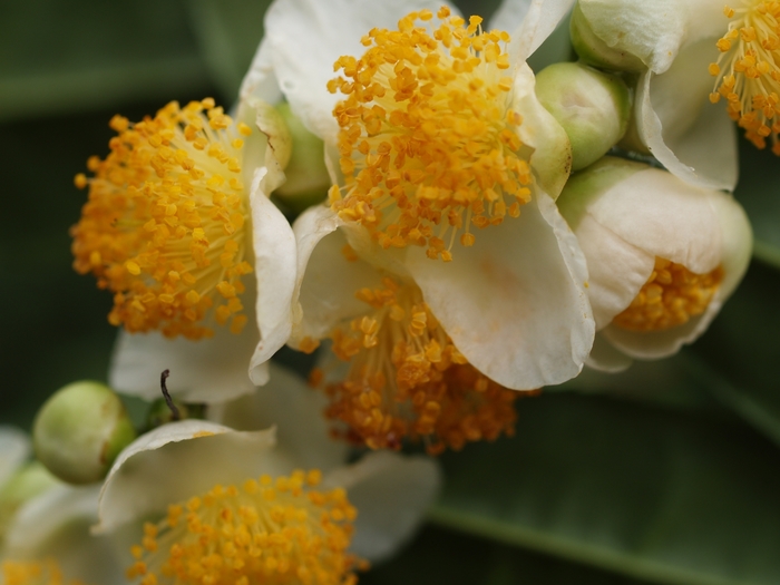 Camellia - Camellia sinensis from Milmont Greenhouses