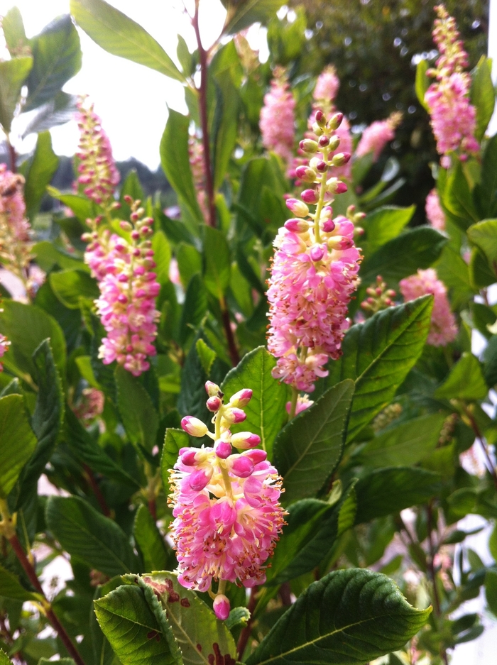 'Ruby Spice' Summersweet - Clethra alnifolia from Milmont Greenhouses