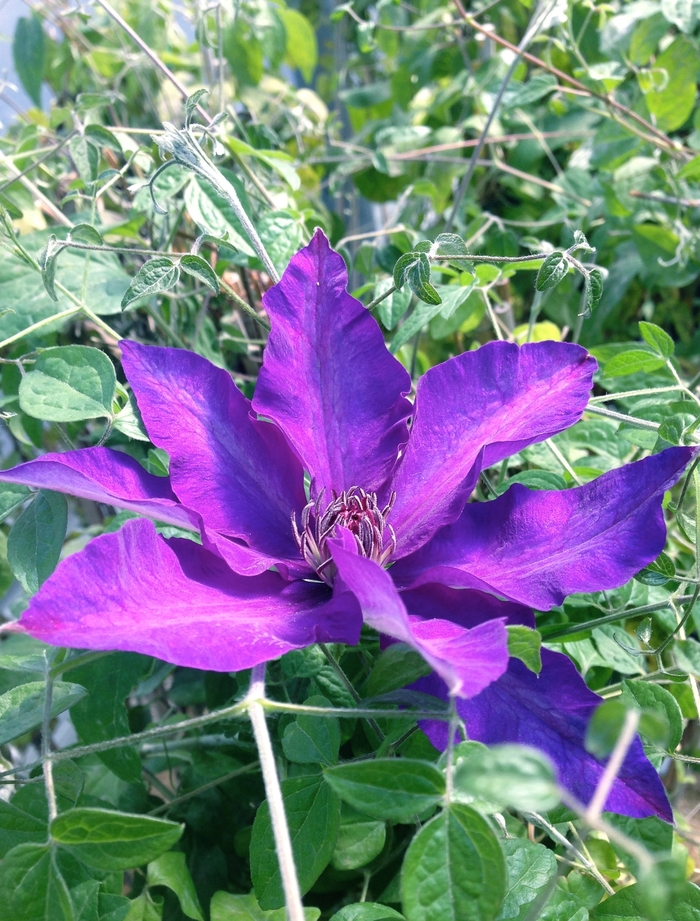 The President Clematis - Clematis 'The President' (Clematis) from Milmont Greenhouses
