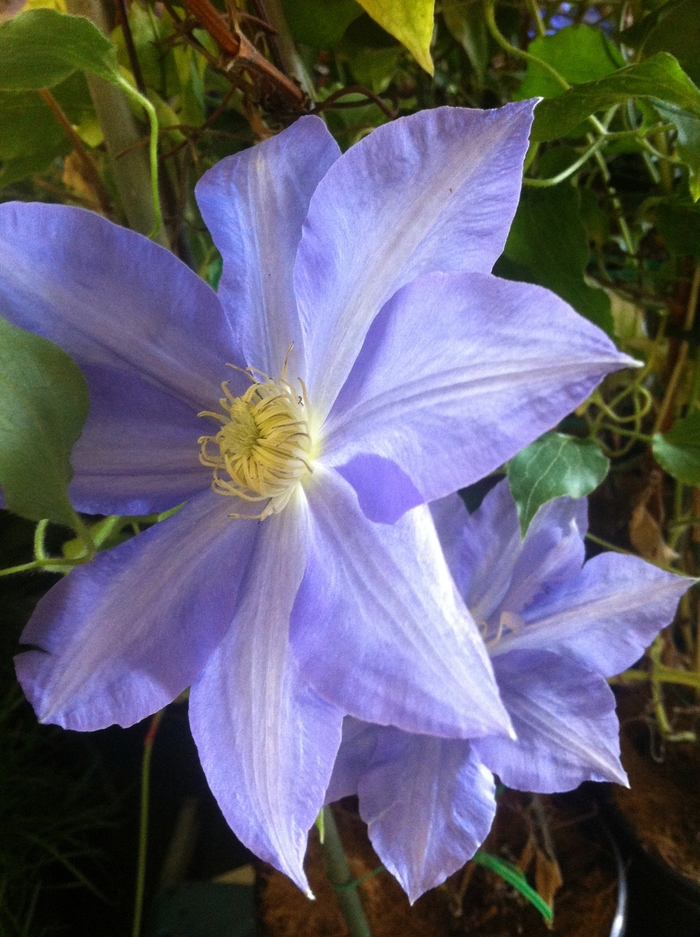 'H.F. Young' - Clematis from Milmont Greenhouses