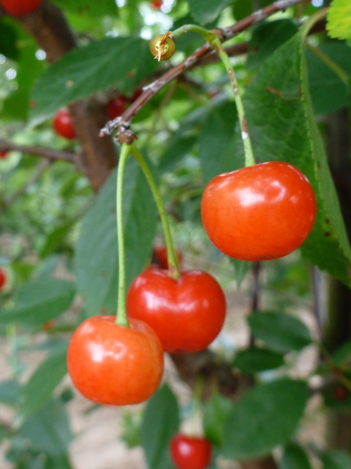 'Montmorency' Montmorency Cherry - Prunus from Milmont Greenhouses