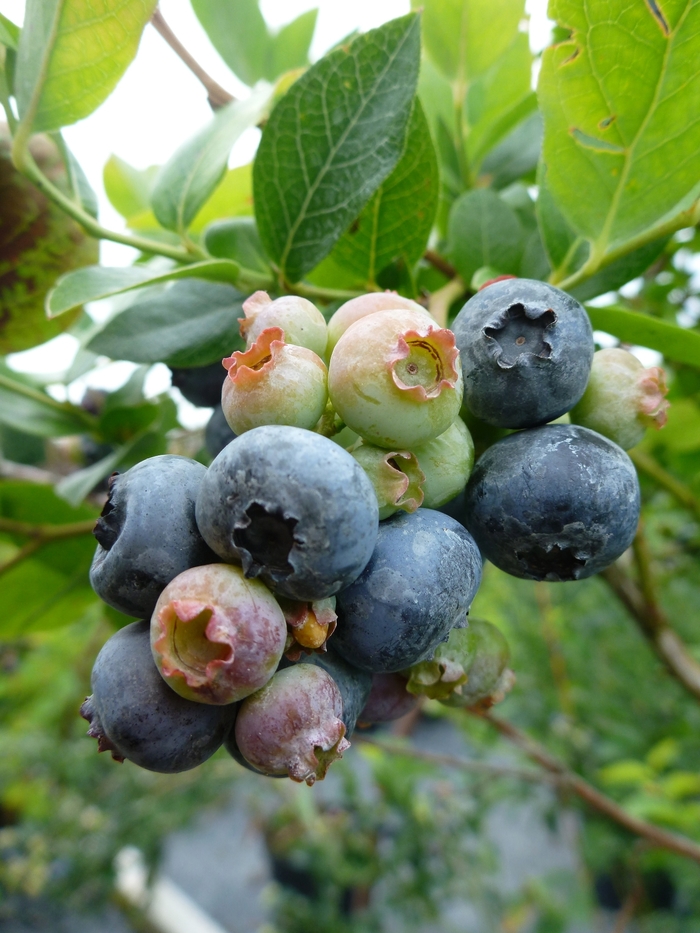 'Northland' Blueberry - Vaccinium angustifolium from Milmont Greenhouses 'Northland' Blueberry - Vaccinium angustifolium from Milmont Greenhouses