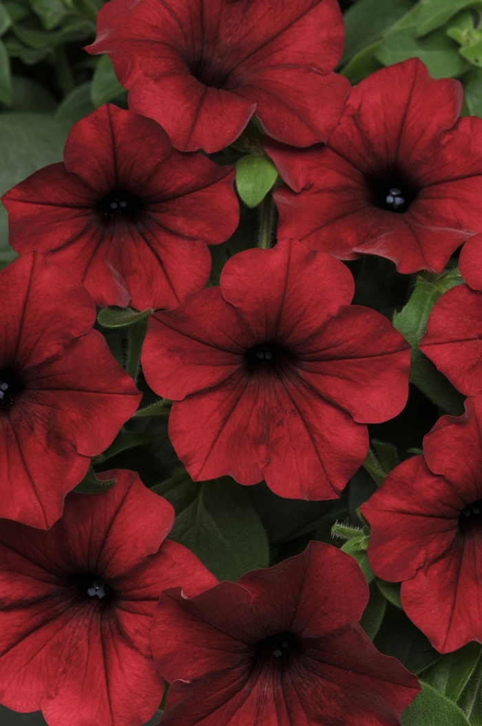 Tidal Wave® Red Velour - Petunia (Spreading Petunia) from Milmont Greenhouses Tidal Wave® Red Velour - Petunia (Spreading Petunia) from Milmont Greenhouses