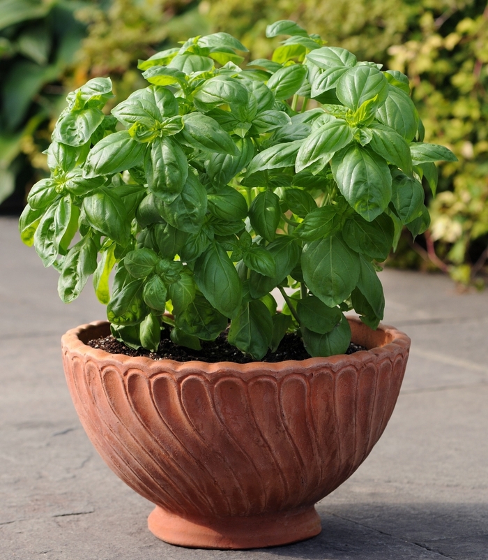 ''Dolce Fresca'' Basil - Ocimum basilicum from Milmont Greenhouses