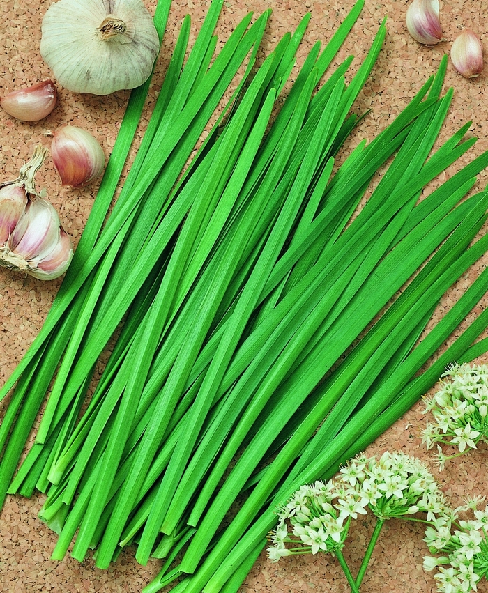 'Geisha' Garlic Chives - Allium tuberosum from Milmont Greenhouses 'Geisha' Garlic Chives - Allium tuberosum from Milmont Greenhouses
