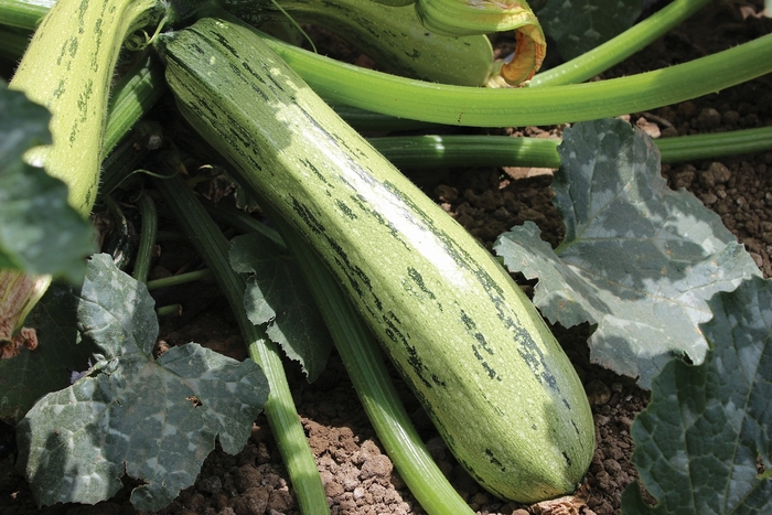 'Bossa Nova' Summer squash - Cucurbita pepo from Milmont Greenhouses 'Bossa Nova' Summer squash - Cucurbita pepo from Milmont Greenhouses