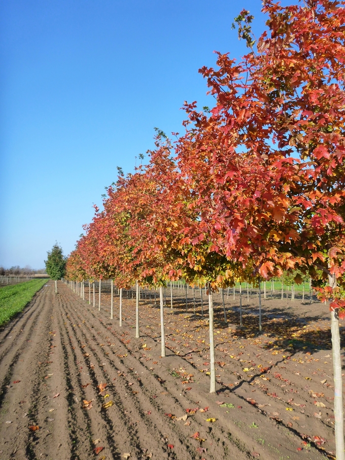 'Fall Fiesta®' Sugar Maple - Acer saccharum from Milmont Greenhouses