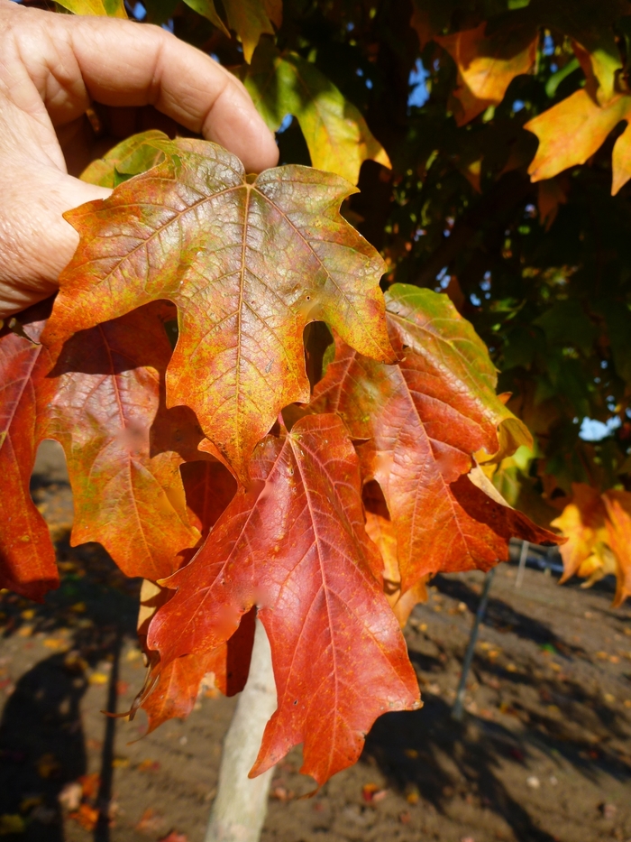 'Fall Fiesta®' Sugar Maple - Acer saccharum from Milmont Greenhouses 'Fall Fiesta®' Sugar Maple - Acer saccharum from Milmont Greenhouses