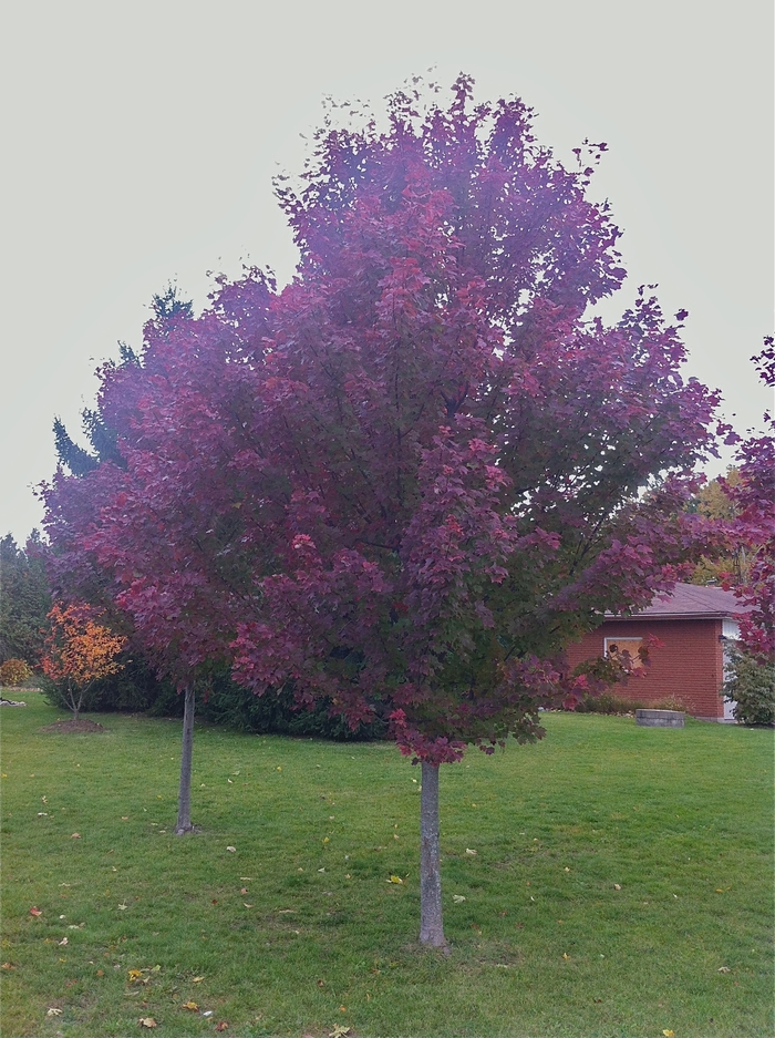 'Brandywine' Red Maple - Acer rubrum from Milmont Greenhouses 'Brandywine' Red Maple - Acer rubrum from Milmont Greenhouses