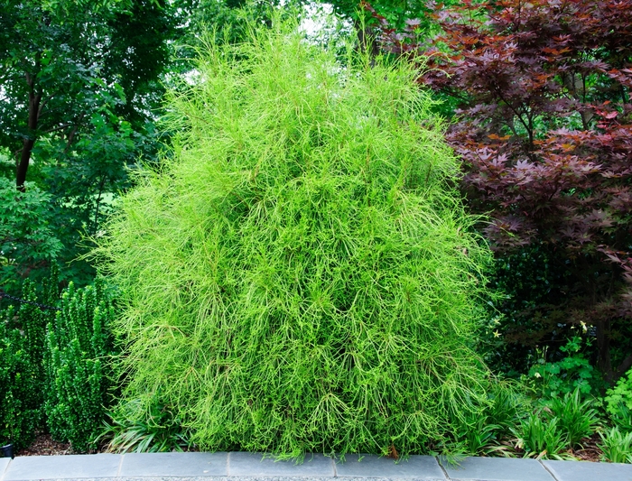 'Franky Boy' Oriental Arborvitae - Thuja orientalis from Milmont Greenhouses