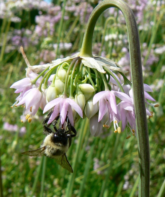 Nodding Onion - Allium cernuum from Milmont Greenhouses Nodding Onion - Allium cernuum from Milmont Greenhouses
