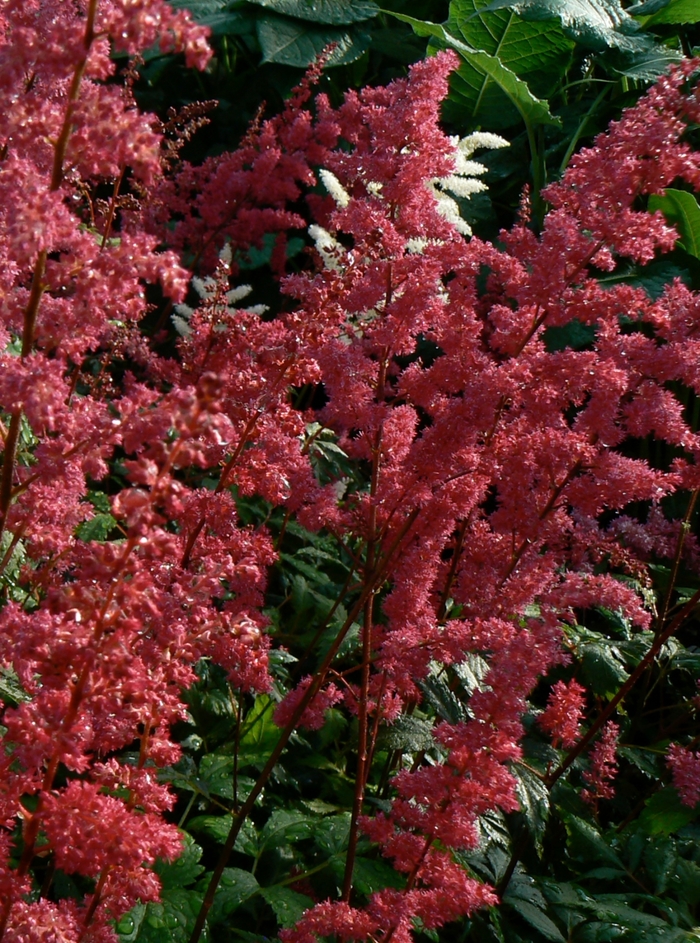 'Fanal' False Spirea - Astilbe x arendsii from Milmont Greenhouses