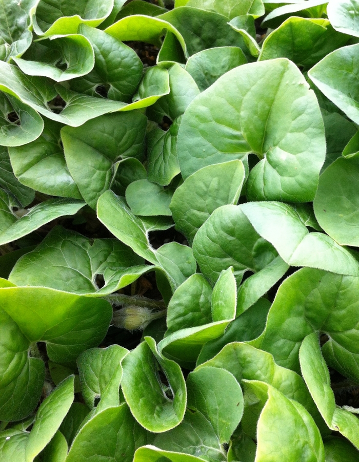 Wild Ginger - Asarum canadense from Milmont Greenhouses