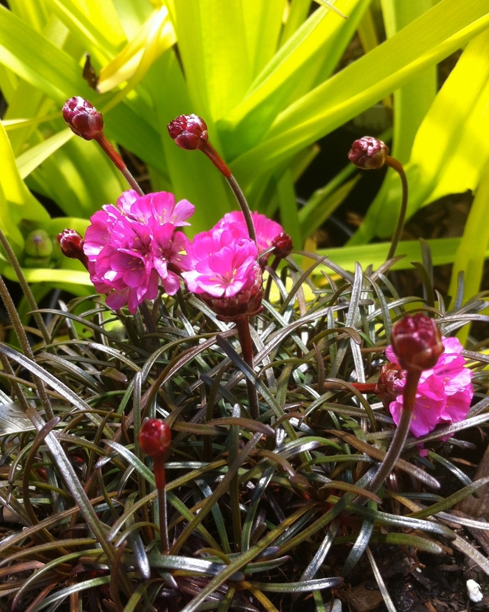 'Rubrifolia' Red-leaved Sea Thrift - Armeria maritima from Milmont Greenhouses