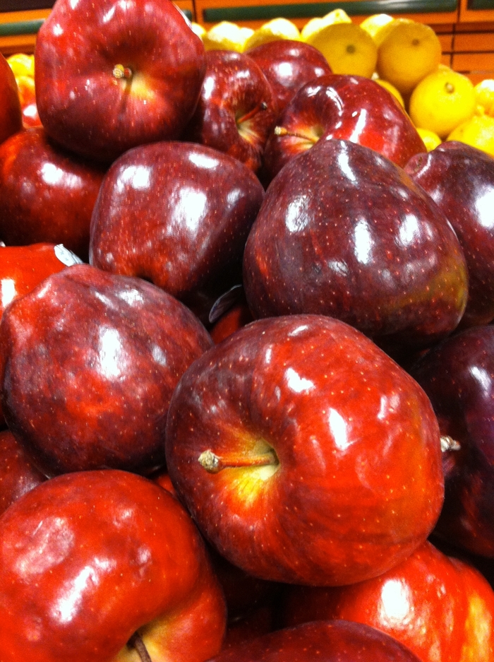 'Red Delicious' Apple - Malus domestica from Milmont Greenhouses