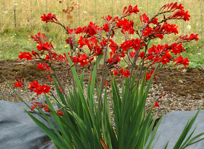 Nova&trade; 'Dragonfire' - Crocosmia from Milmont Greenhouses