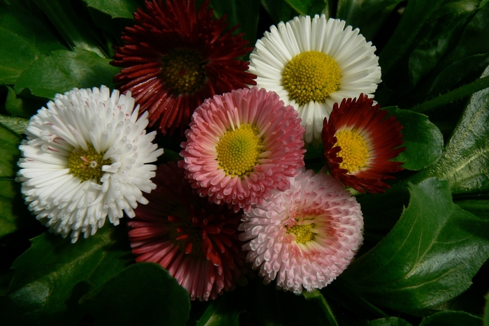 Pomponette Mix English Daisy - Bellis perennis 'Pomponette Mix' (English Daisy) from Milmont Greenhouses Pomponette Mix English Daisy - Bellis perennis 'Pomponette Mix' (English Daisy) from Milmont Greenhouses