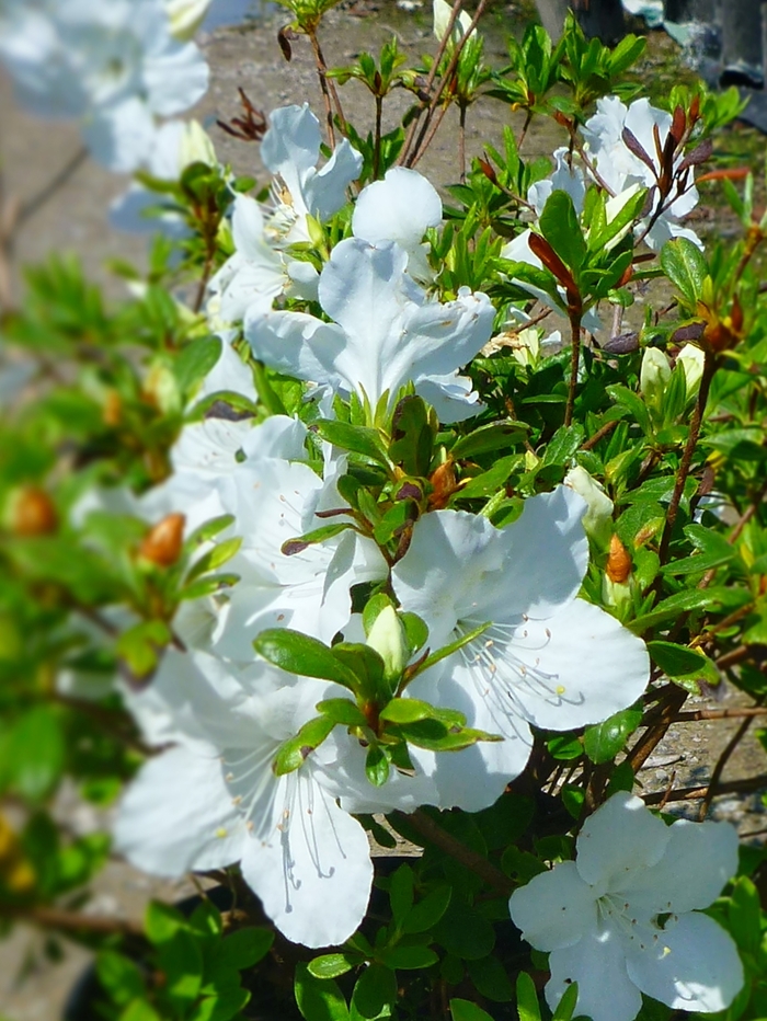 'Girard's Pleasant White' Azalea - Rhododendron Girard hybrid from Milmont Greenhouses 'Girard's Pleasant White' Azalea - Rhododendron Girard hybrid from Milmont Greenhouses