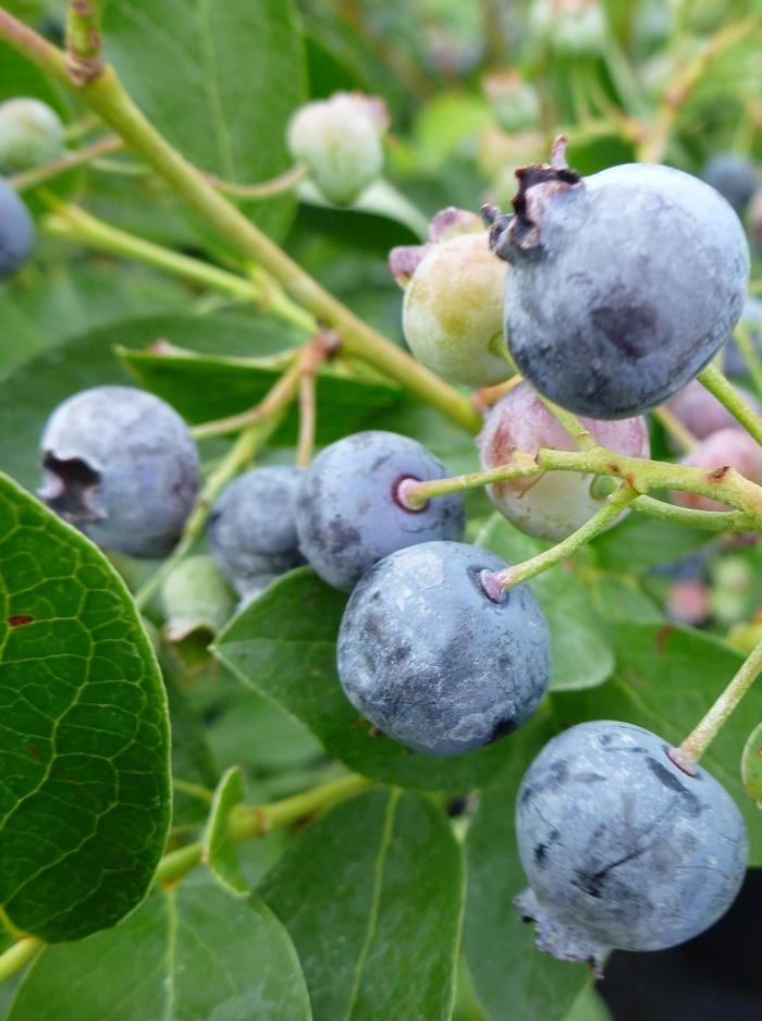 'Bluejay' Blueberry - Vaccinium corymbosum from Milmont Greenhouses
