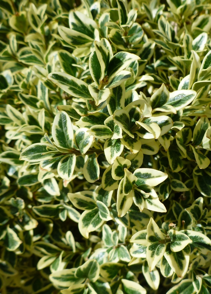 'Aureo-variegata' Boxwood - Buxus sempervirens from Milmont Greenhouses