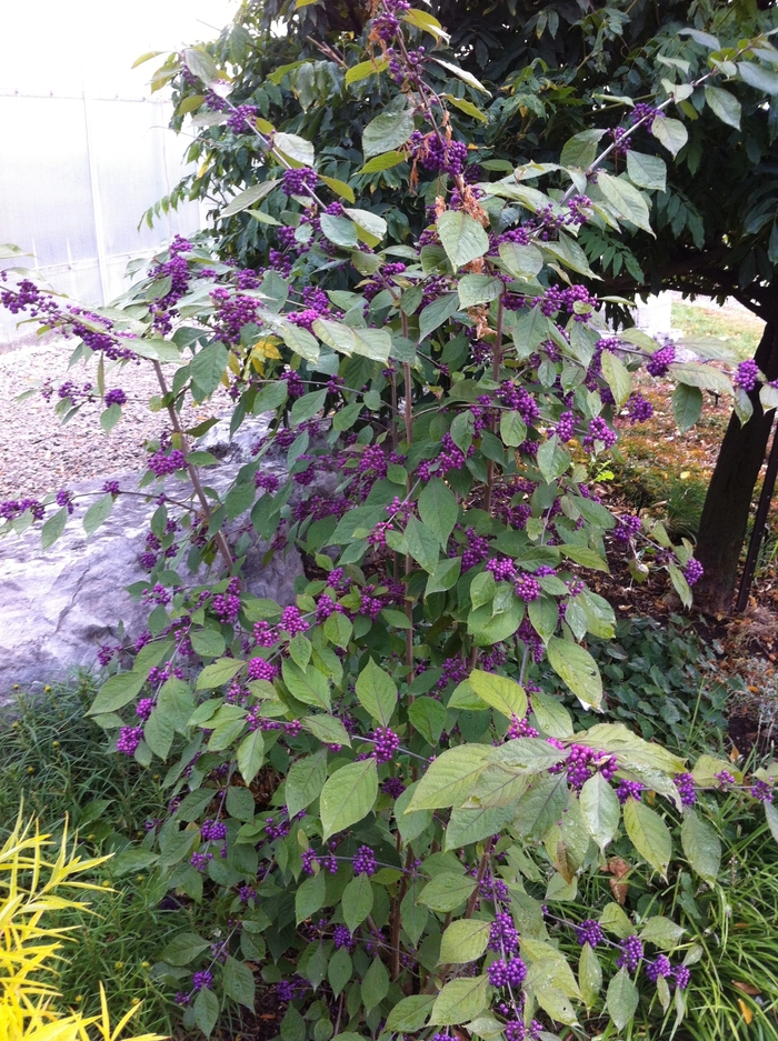 'Early Amethyst' Beautyberry - Callicarpa dichotoma from Milmont Greenhouses 'Early Amethyst' Beautyberry - Callicarpa dichotoma from Milmont Greenhouses