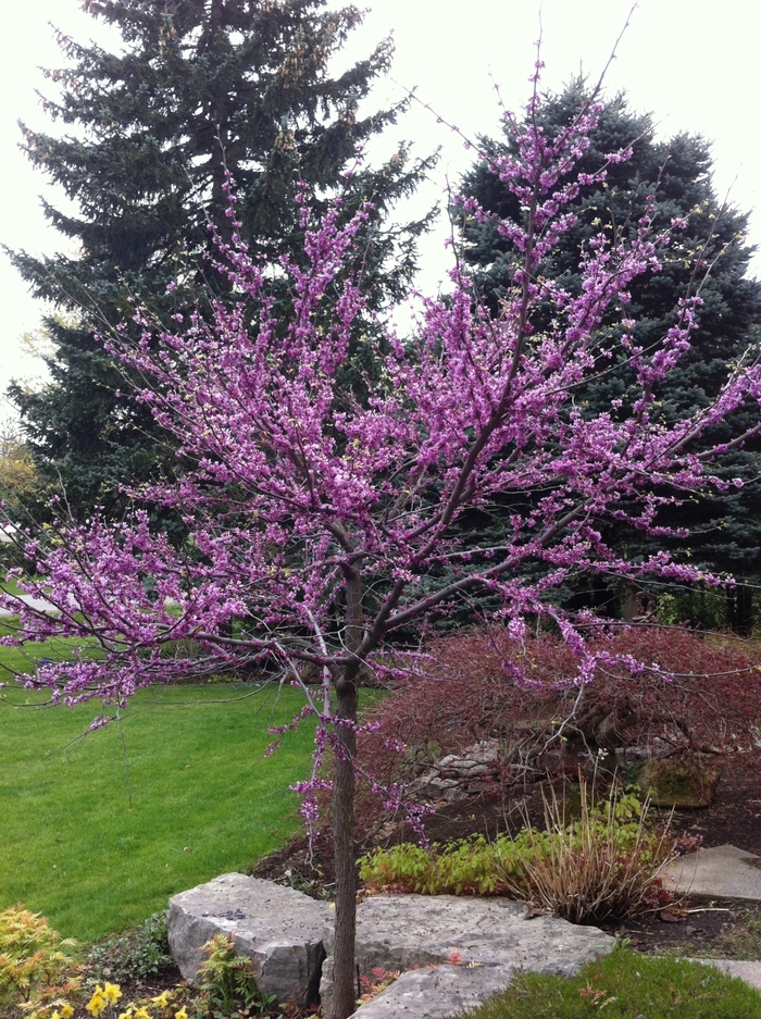 Eastern Redbud - Cercis canadensis from Milmont Greenhouses Eastern Redbud - Cercis canadensis from Milmont Greenhouses