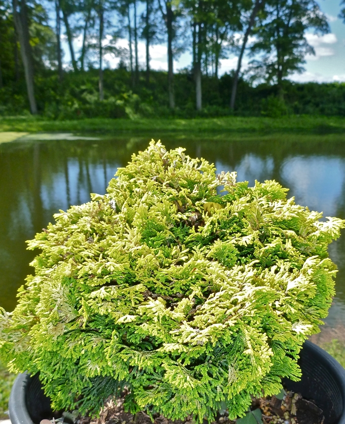 'Nana Lutea' Hinoki Falsecypress - Chamaecyparis obtusa from Milmont Greenhouses