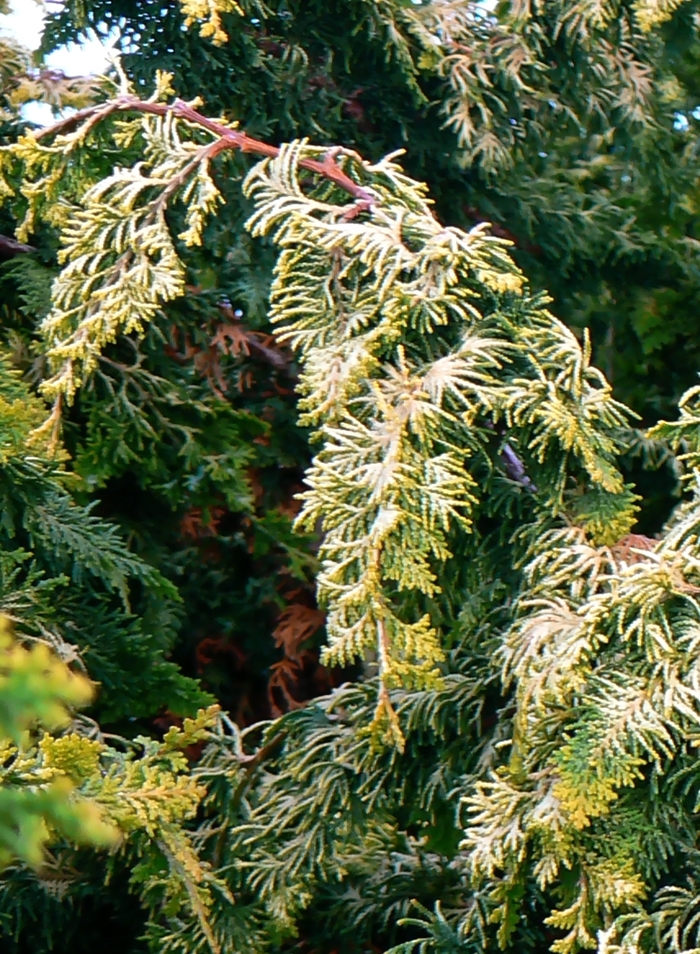 'Fernspray Gold' Hinoki Falsecypress - Chamaecyparis obtusa from Milmont Greenhouses