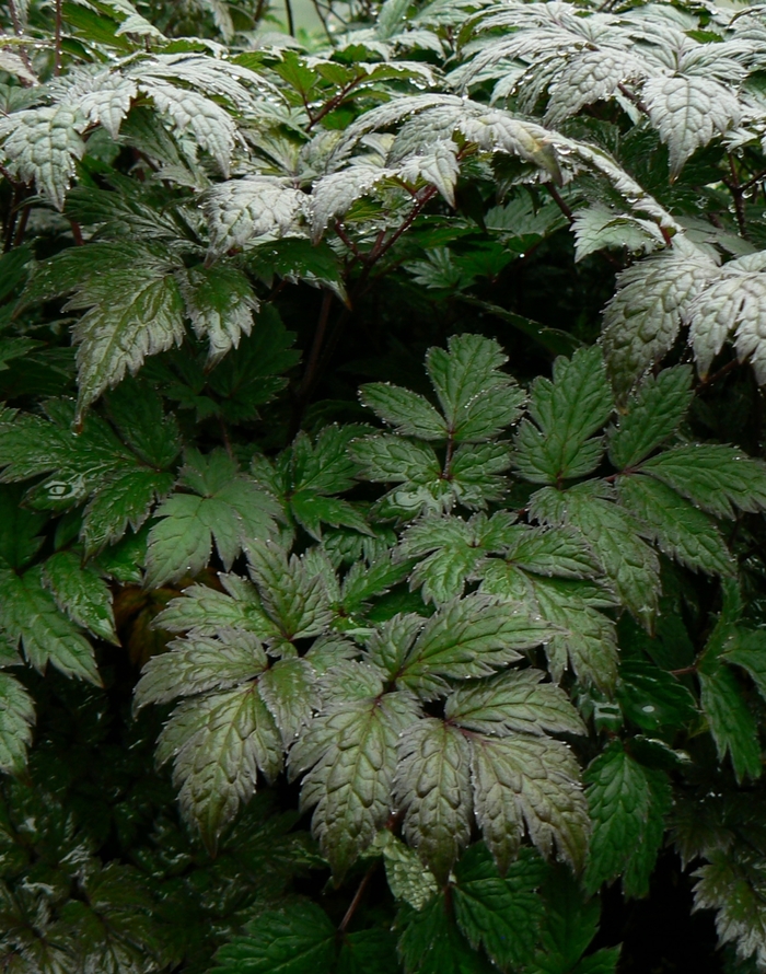 'Brunette' Purple-leaf Bugbane - Cimicifuga ramosa from Milmont Greenhouses