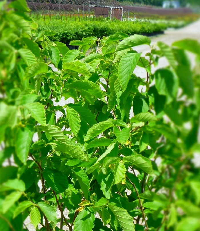 American Hazelnut - Corylus americana from Milmont Greenhouses