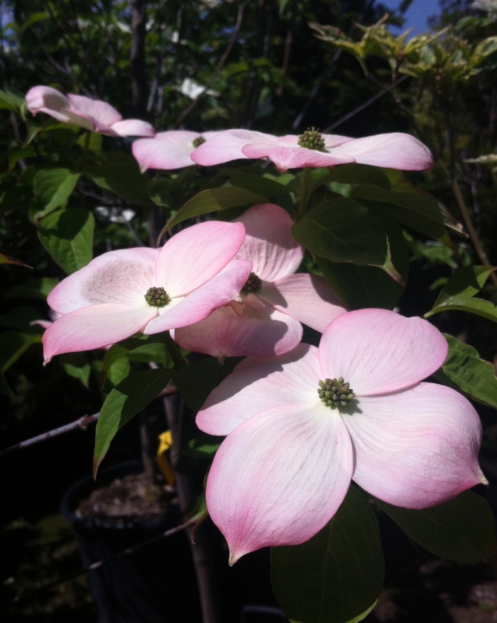 'Stellar Pink®' Dogwood - Cornus from Milmont Greenhouses